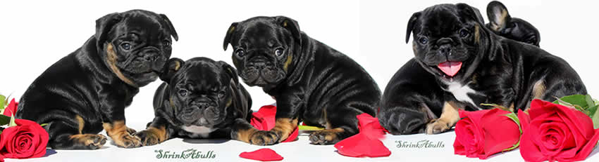 Black tri French bulldog puppies 